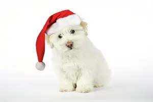 Expressons: DOG - Coton de Tulear puppy ( 8 wks old ) wearing