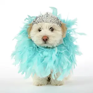 Tiara: DOG. Coton de Tulear puppy ( 8 wks old ) wearing