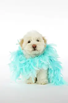Scarf: DOG - Coton de Tulear puppy (8 wks old) wearing