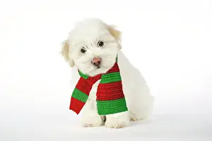 Expressons: DOG - Coton de Tulear puppy ( 8 wks old ) wearing scarf