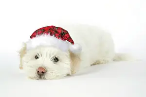 Tartan: DOG - Coton de Tulear puppy (8 wks old) wearing tartan cap
