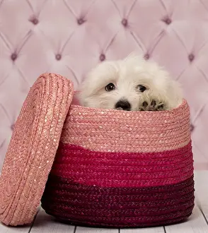 Tulears: Dog Coton de Tulear puppy in basket