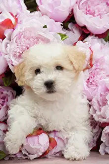 Tulear: Dog - Coton de Tulear puppy - in amongst flowers