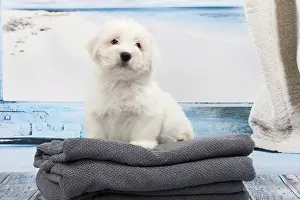 Blankets: Dog Coton de Tulear on towel