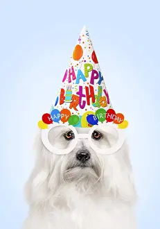 090819: Dog - Coton de Tulear wearing Happy Birthday party