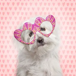 Tulear: Dog - Coton de Tulear wearing heart-shaped glasses