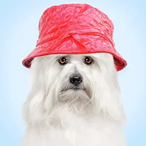 Thoughtful: Dog - Coton de Tulear wearing red hat