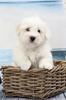 Tulears: Dog Coton de Tulear in wicker basket