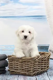 Tulears: Dog Coton de Tulear in wicker basket