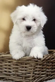 Tulears: Dog Coton de Tulear in wicker basket