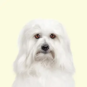 Everyday: Dog - Coton de Tulear against yellow background