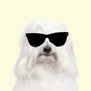 Everyday: Dog - Coton de Tulear against yellow background