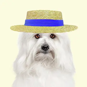 Everyday: Dog - Coton de Tulear against yellow background