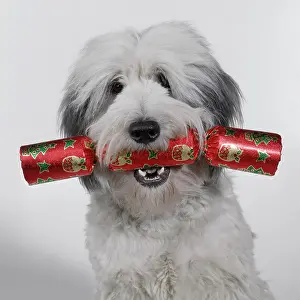 Cracker: Dog - with cracker