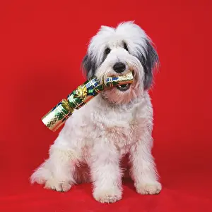 Cracker: DOG - WITH CRACKER IN MOUTH