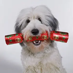 Cracker: DOG - WITH CRACKER IN MOUTH