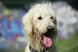 Labradoodles: Dog - Cream labradoodle