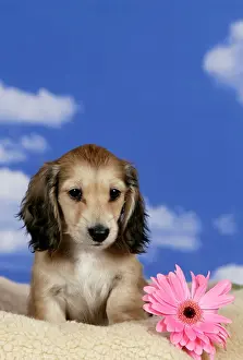 Longhaired: Dog - Cream Longhaired Dachshund puppy