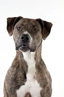 Mongrels: Dog - cross breed