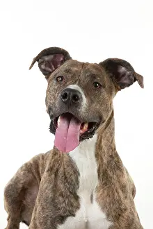 Mongrels: Dog - cross breed