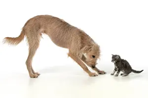 Bowing: DOG. Cross breed dog with 7 week old kitten