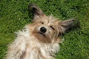 060520: DOG. cross breed dog, laying on its back on grass