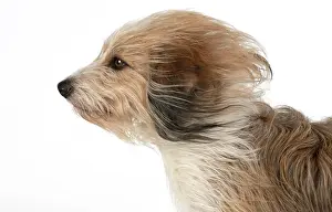 Windblown: DOG. Cross breed dog with long fur blowing in