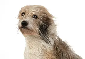 Blown: DOG. Cross breed dog with long fur blowing in