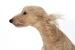 Blown: DOG. Cross breed dog with long fur blowing in