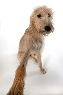 Selfie: DOG. Cross breed dog sitting, w/a lens, paw stretched