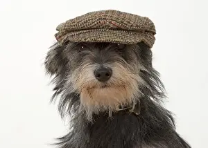 Caps: Dog cross breed dog wearing a flat cap