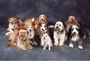 Collar: DOG - CROSS BREED, GROUP