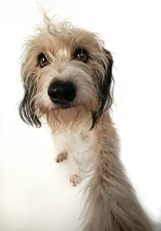 Distorted: DOG. Cross breed, hairy dog sitting with paw