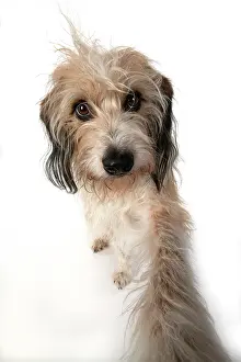 Weird: DOG. Cross breed, hairy dog sitting with paw
