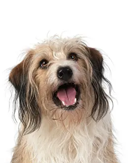 Facial: DOG. Cross breed, head & shoulders, facial expression