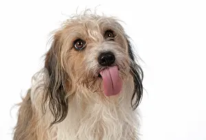 Rude: DOG. Cross breed, head & shoulders, tongue outstudio