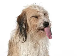 Rude: DOG. Cross breed, head & shoulders, tongue outstudio