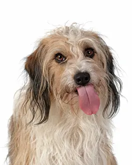 Rude: DOG. Cross breed, head & shoulders, tongue outstudio