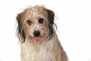 Rude: DOG. Cross breed, head & shoulders, tongue outstudio