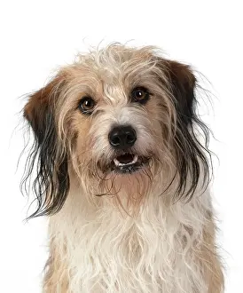 Facial: DOG. Cross breed, head & shoulders, facial expression