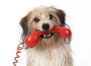 Phone: DOG, cross breed holding phone in its mouth
