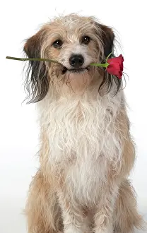 280220: DOG, cross breed holding a red rose in its mouth