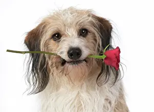 Valentines: DOG, cross breed holding a red rose in its mouth