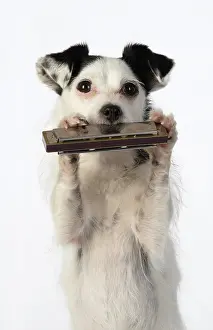 Instruments: DOG, cross breed jack Russell, sitting up playing