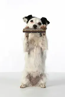 Instruments: DOG, cross breed jack Russell, sitting up playing