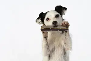 Instruments: DOG, cross breed jack Russell, sitting up playing