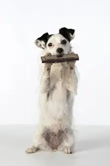 Instruments: DOG, cross breed jack Russell, sitting up playing