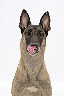Lips: DOG. Cross breed, licking its nose
