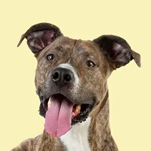 Panting: DOG - cross breed with open mouth