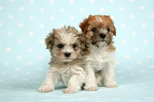 Dotted: Dog - Two cross breed puppies in front of dotted background